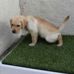 toby-urban-potty-review-thumb