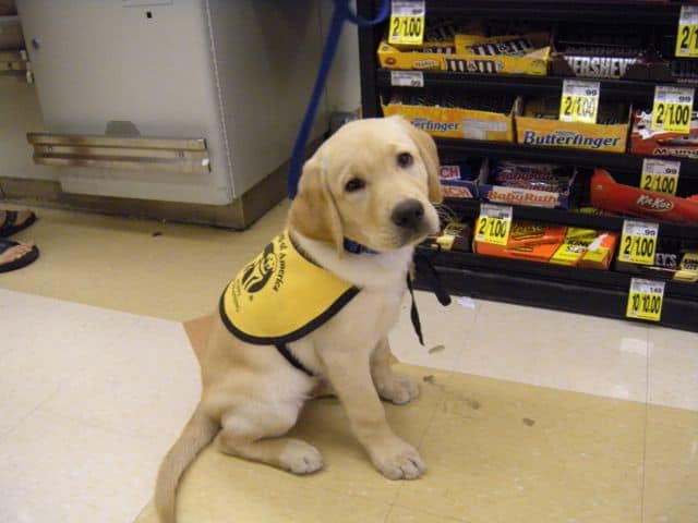 Does My Pup Want To Grow Up To Be Guide Dog?