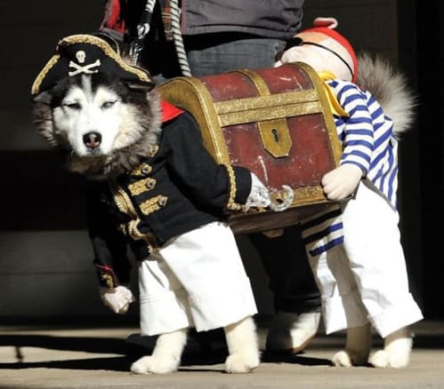 husky costumes