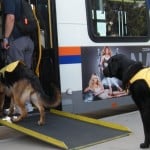 Guide dogs in training boarding the bus