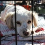 cute-rescue-puppy