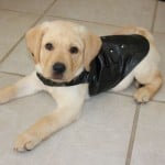 Cutest Dog Costume