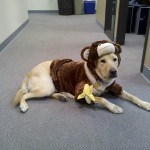 Dublin in his monkey dog halloween costume