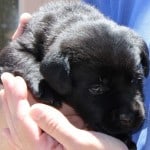 Future Guide Dog
