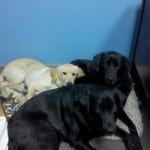 Linus Stetson and Dublin