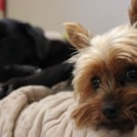 Yuki the Yorkie - Our little house guest