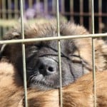 Adoptable Pups