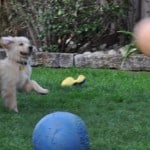 Apache, Fetch!
