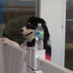 Doggy Daycare
