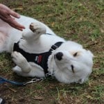 Dog training habits...teaching shake