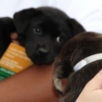 Puppy Adoption