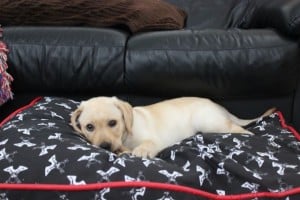 Toby enjoyed his PetSmart Doggy Bed