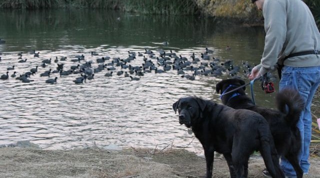 Solving Linus’ Dog Leash Aggression Issues In 30 Days – Week #1 Linus Duck Aggression