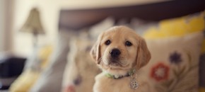 Cute Golden Retriever Puppy