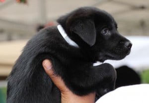 Looks like a black Labrador Retriever mix puppy!