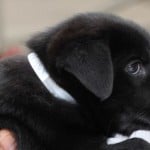 puppy-long