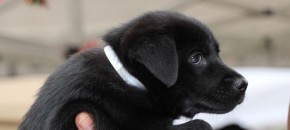 puppy-long