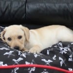 toby-bret-bed