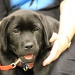 Black Labrador Retriever Puppy In Training