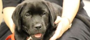Black Labrador Retriever Puppy In Training