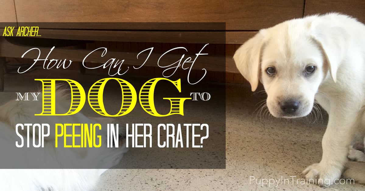 How Can I Get My Dog To Stop Peeing In Her Crate?