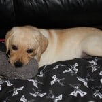 We puppy sat Toby for 2 weeks. Just like all pups he liked to bit and nip.
