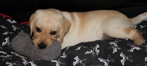 We puppy sat Toby for 2 weeks. Just like all pups he liked to bit and nip.