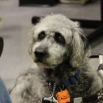 Sam Guide Dog