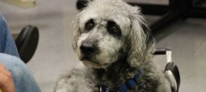 Sam Guide Dog