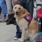 Apache CST Puppy