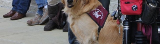 Apache CST Puppy