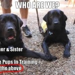 Guide Dog Puppies