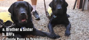 Guide Dog Puppies