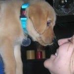 guide-dog-story4