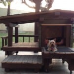 Modern Dog House