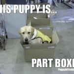 Part Boxer?