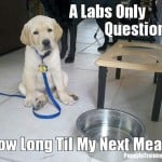 A Labs Only Question