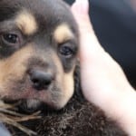 Puppy for Adoption at last years Pet Adoption
