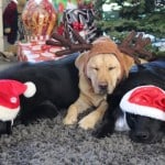 Happy Holidays From The Doggies!