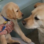 Lil Pup, Big Pup