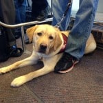 Puppies On A Train
