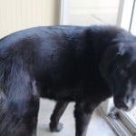 Hot Spot on Dogs