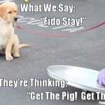 Puppy Thoughts