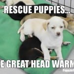 Puppy Head Warmer