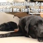 Puppy Scare!