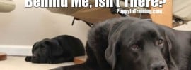 Puppy Scare!