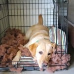 Crate Training with Adelle