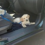 Dublin Dog Car