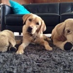 Puppy Clone Wars
