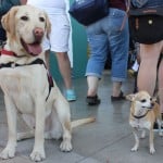 Big Dog, Little Dog!